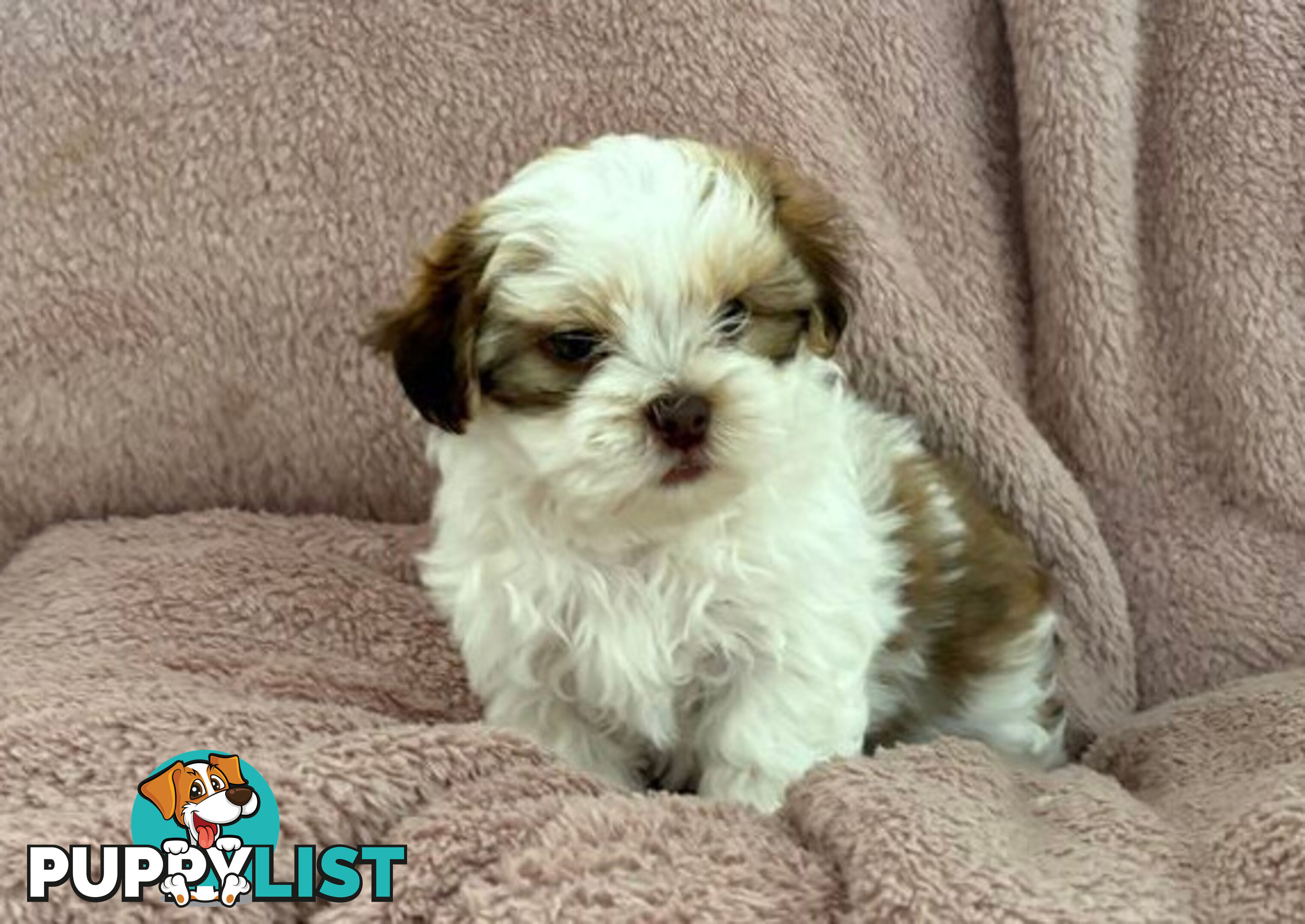 Adorable Maltese Shitzu puppies