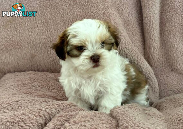 Adorable Maltese Shitzu puppies