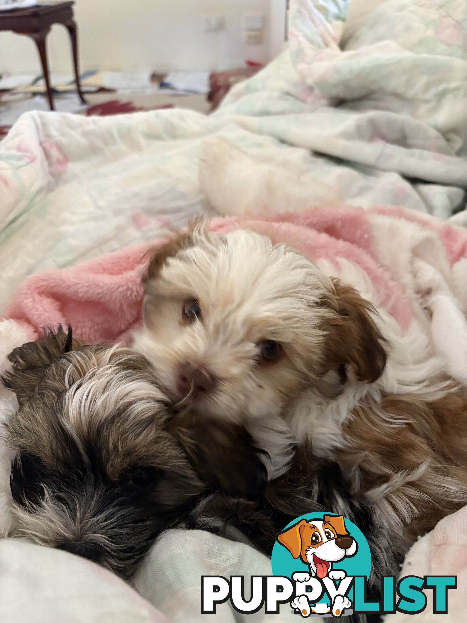 Adorable Maltese Shitzu puppies. ‼️ URGENT ❤️❤️Boys 🐾🐶🐶