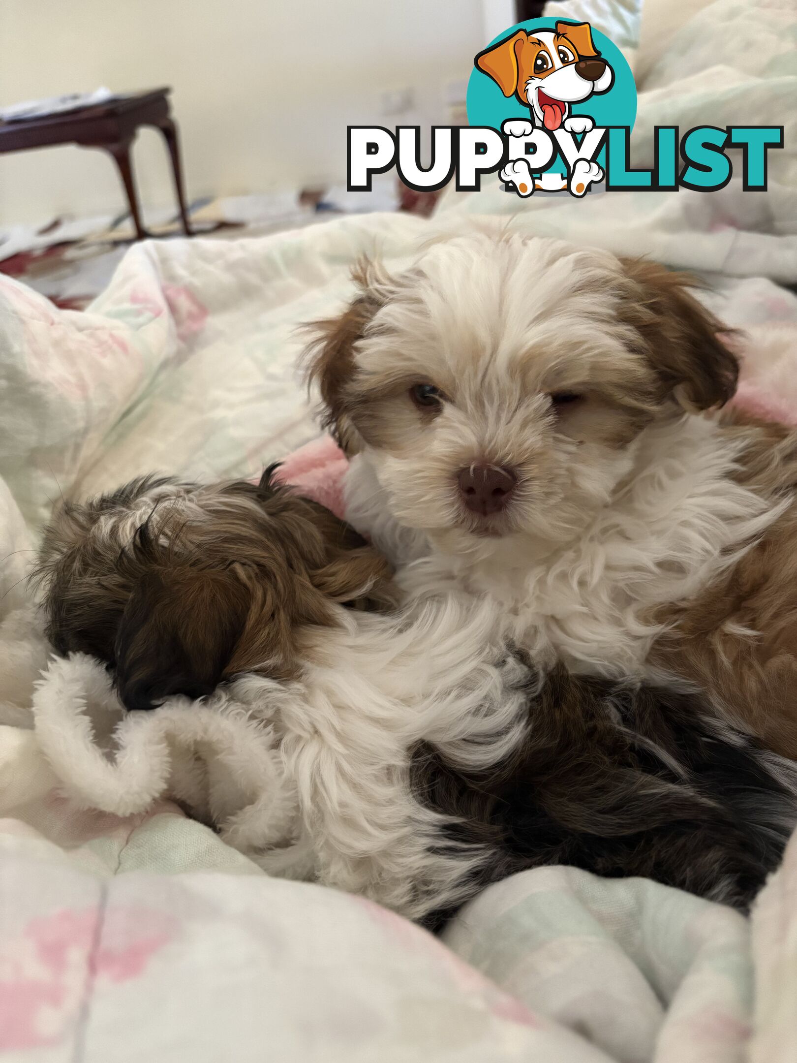 Adorable Maltese Shitzu puppies. ‼️ URGENT ❤️❤️Boys 🐾🐶🐶