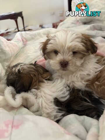 Adorable Maltese Shitzu puppies. ‼️ URGENT ❤️❤️Boys 🐾🐶🐶