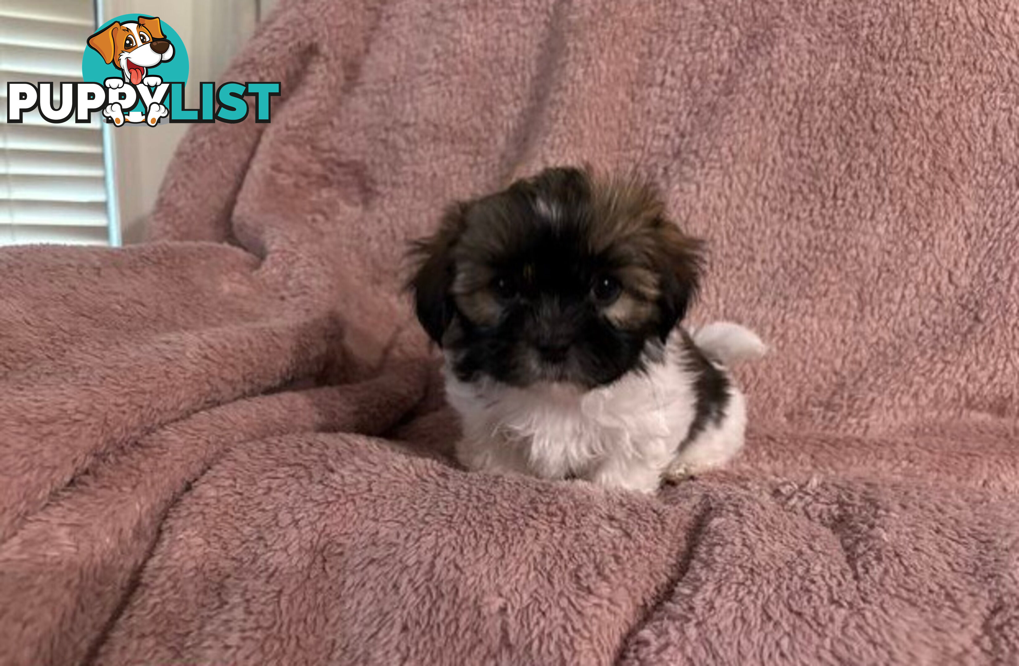 Adorable Maltese Shitzu puppies