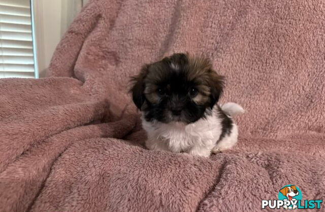 Adorable Maltese Shitzu puppies