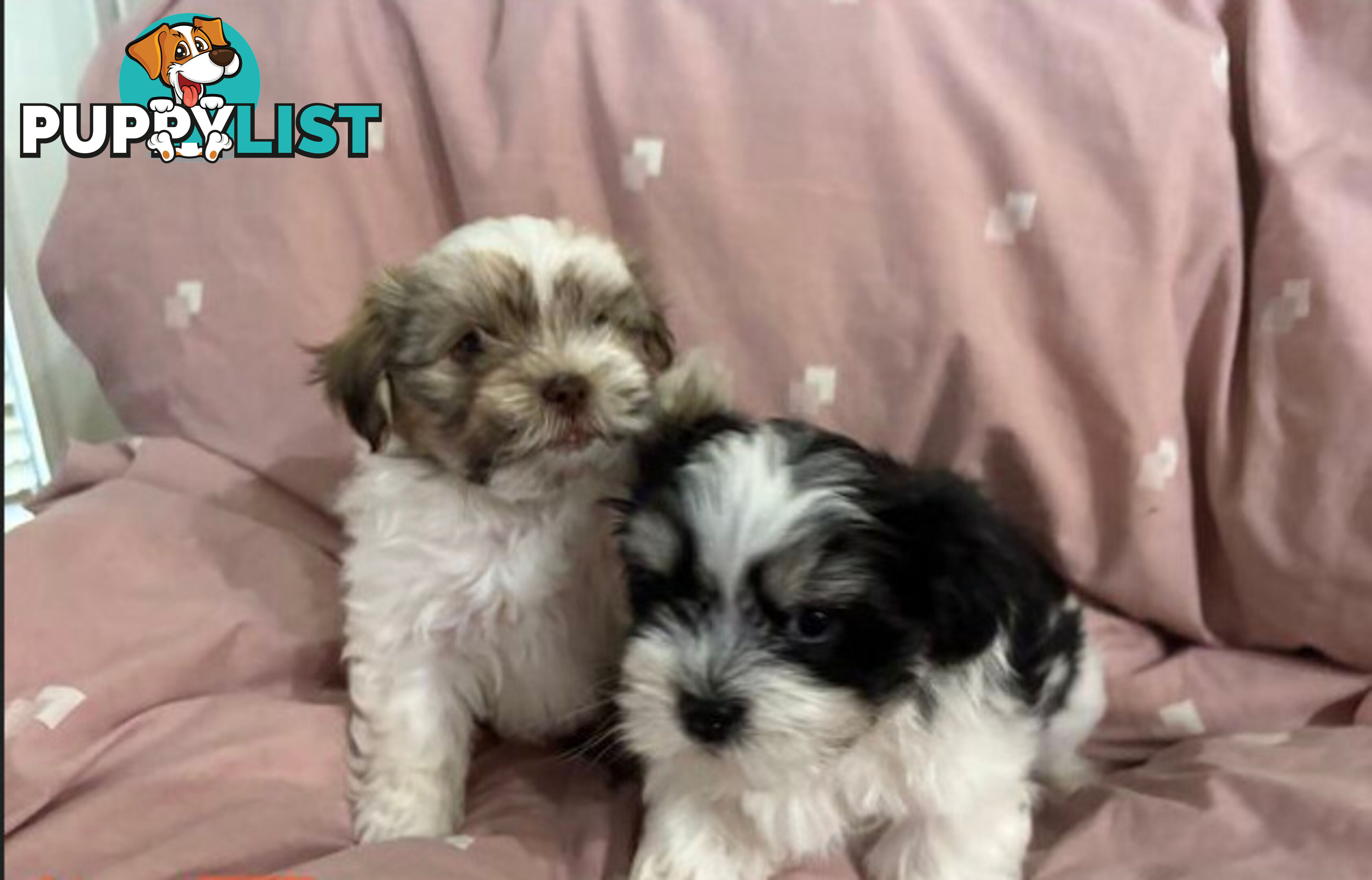 Adorable Maltese Shitzu puppies