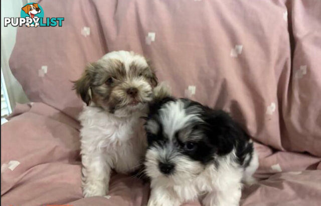 Adorable Maltese Shitzu puppies