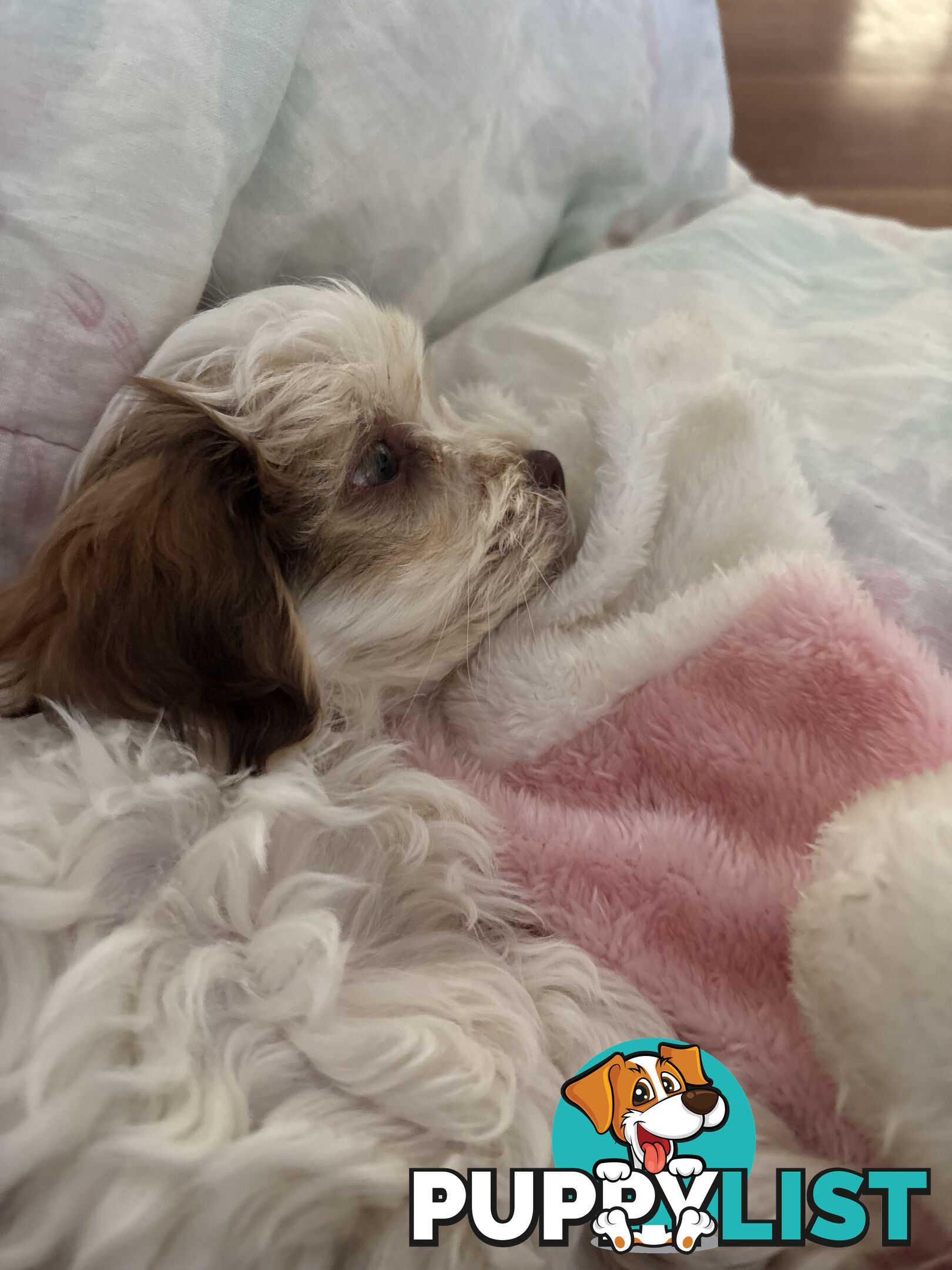 Adorable Maltese Shitzu puppies. ‼️ URGENT ❤️❤️Boys 🐾🐶🐶