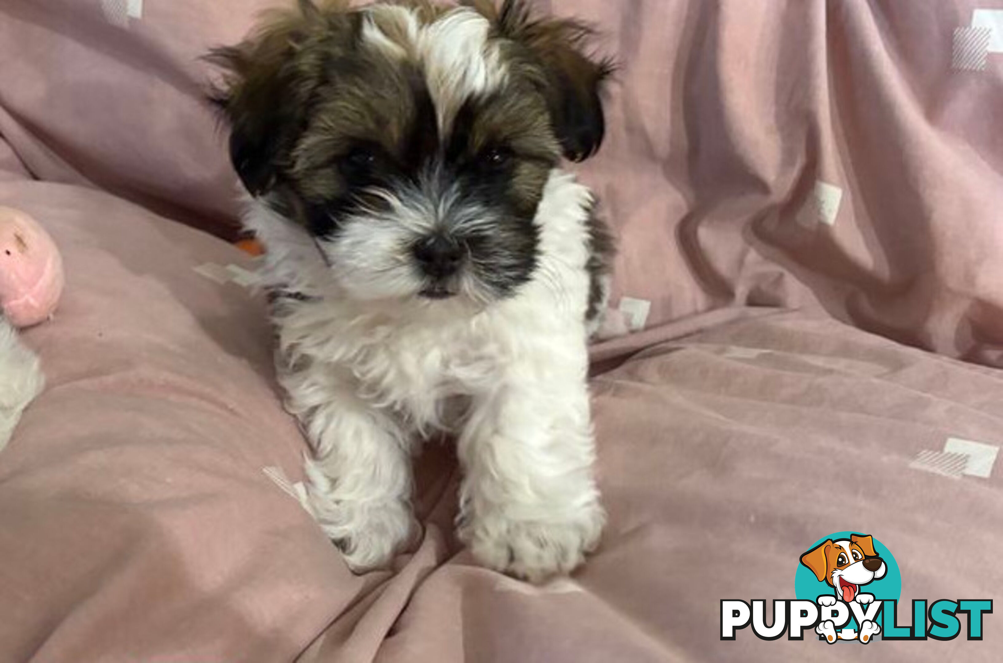 Adorable Maltese Shitzu puppies