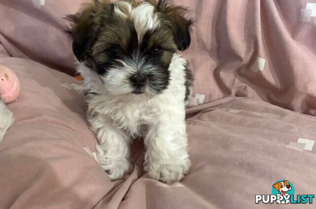 Adorable Maltese Shitzu puppies