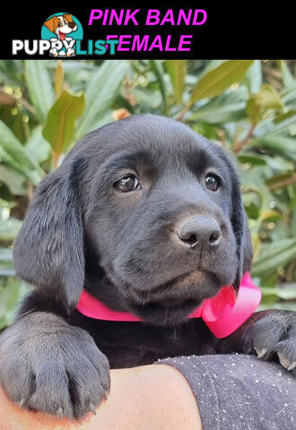 Foot Warmers, Sock Pinchers & Shoelace experts – Black & Gold Lab Pups Available Now