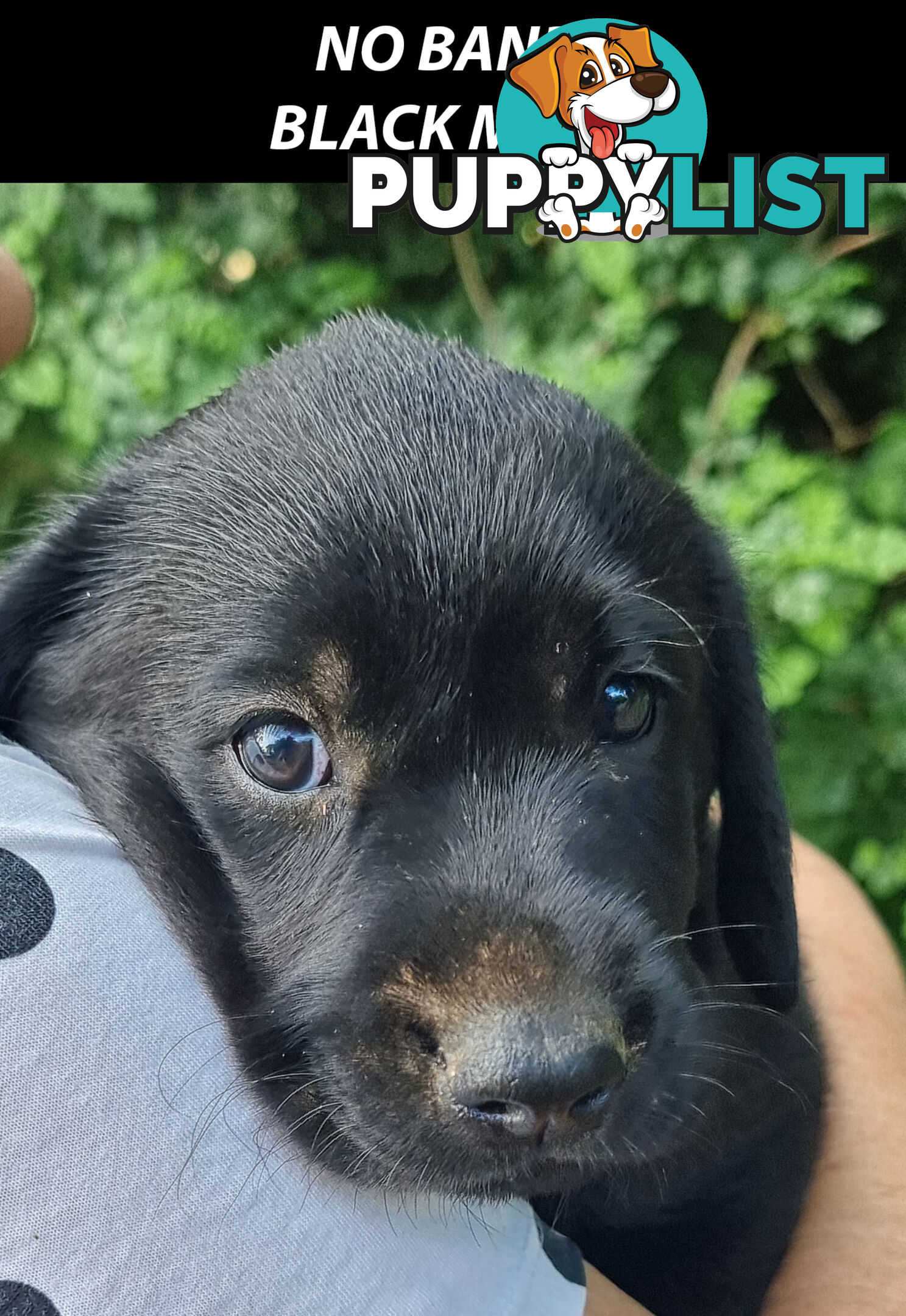 READY NOW! Purebred Labrador Puppy&Cute Playful Cute & Inquisitive!