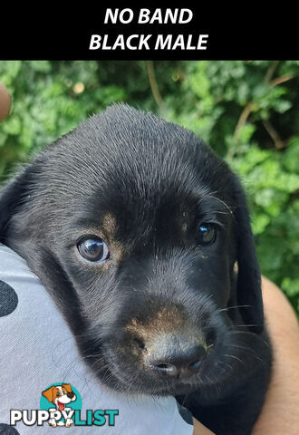 READY NOW! Purebred Labrador Puppy&Cute Playful Cute & Inquisitive!