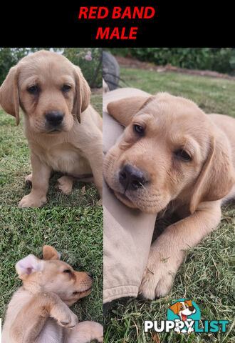 READY NOW! Purebred Labrador Puppies Cute Inquisitive Black And Gold!