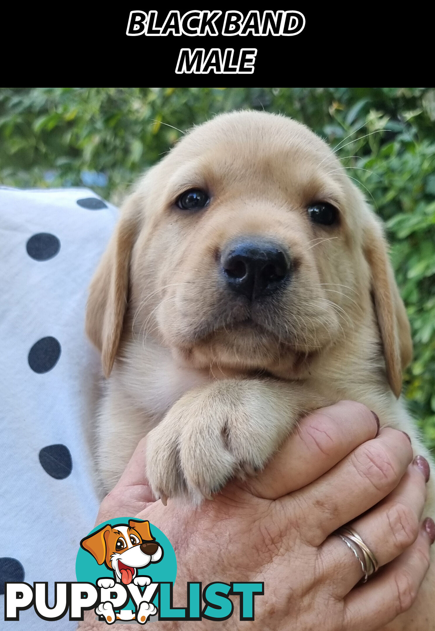 READY NOW! Purebred Labrador Puppy&Cute Playful Cute & Inquisitive!