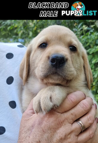 READY NOW! Purebred Labrador Puppy&Cute Playful Cute & Inquisitive!