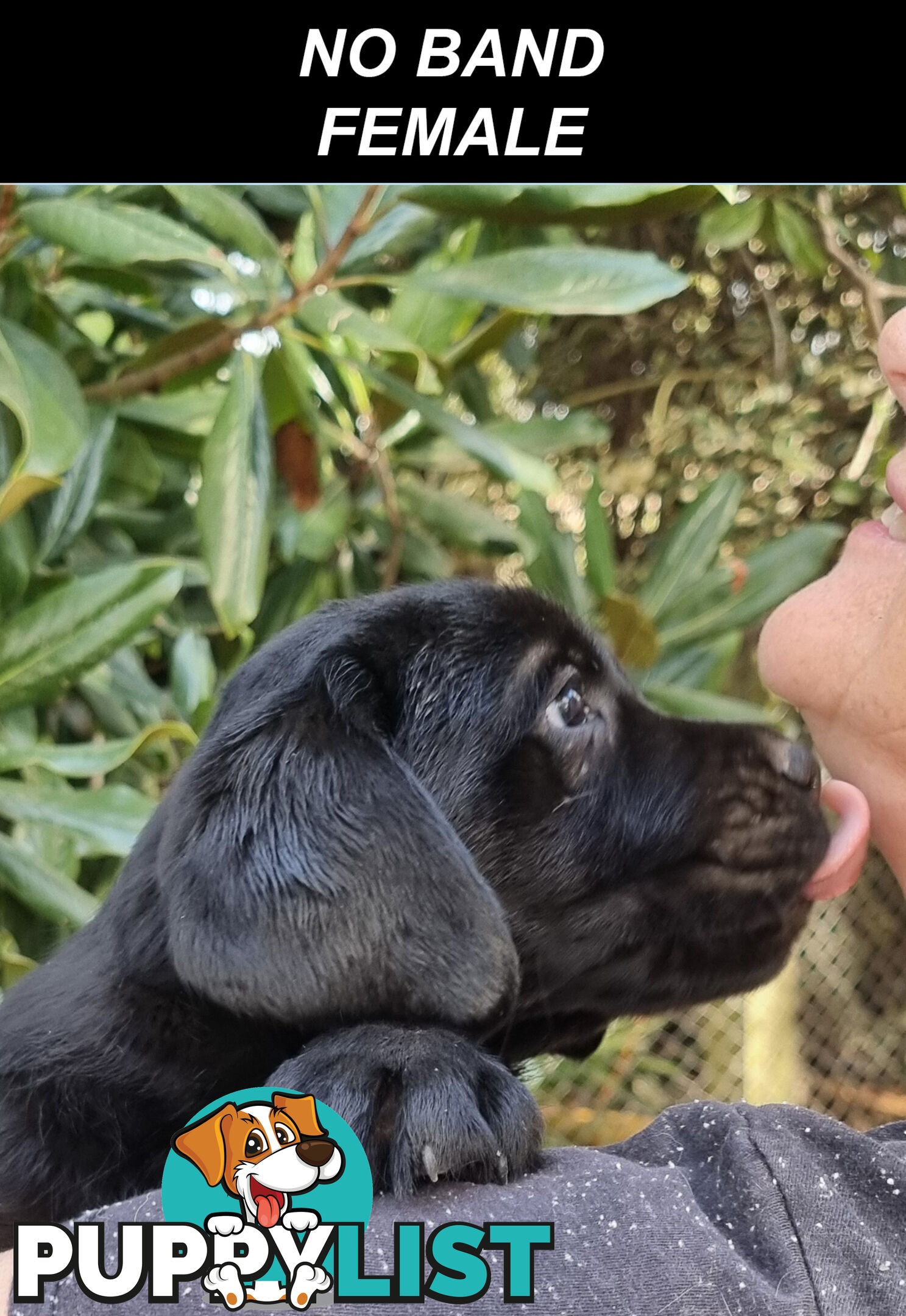 Foot Warmers, Sock Pinchers &amp; Shoelace experts – Black &amp; Gold Lab Pups Available Now