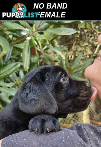 Foot Warmers, Sock Pinchers & Shoelace experts – Black & Gold Lab Pups Available Now