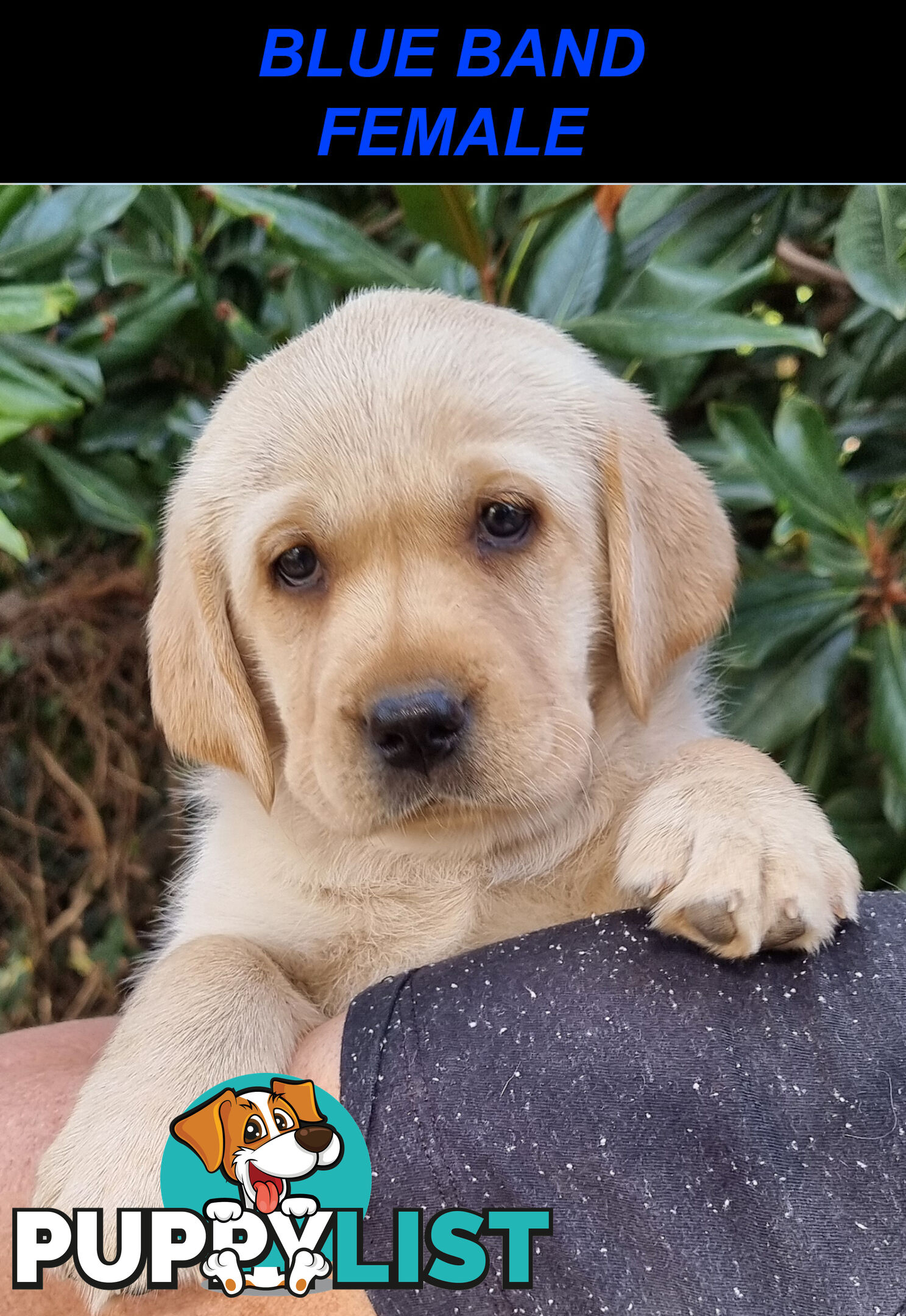 Foot Warmers, Sock Pinchers &amp; Shoelace experts – Black &amp; Gold Lab Pups Available Now