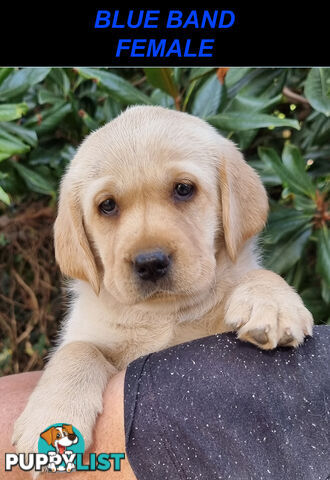 Foot Warmers, Sock Pinchers & Shoelace experts – Black & Gold Lab Pups Available Now