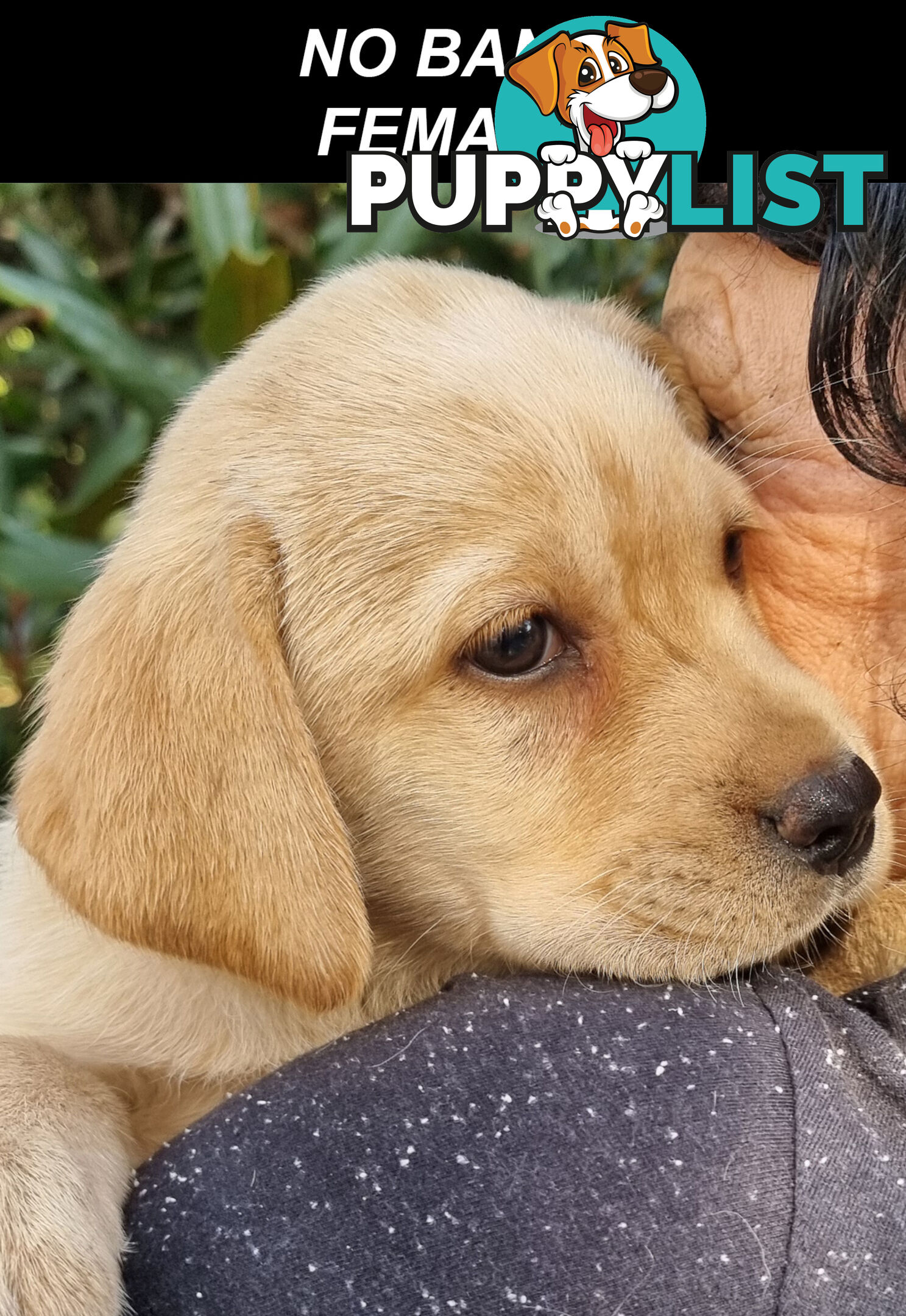 Foot Warmers, Sock Pinchers &amp; Shoelace experts – Black &amp; Gold Lab Pups Available Now
