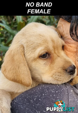 Foot Warmers, Sock Pinchers & Shoelace experts – Black & Gold Lab Pups Available Now