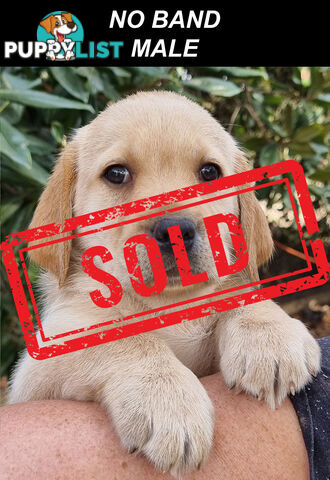 Foot Warmers, Sock Pinchers & Shoelace experts – Black & Gold Lab Pups Available Now