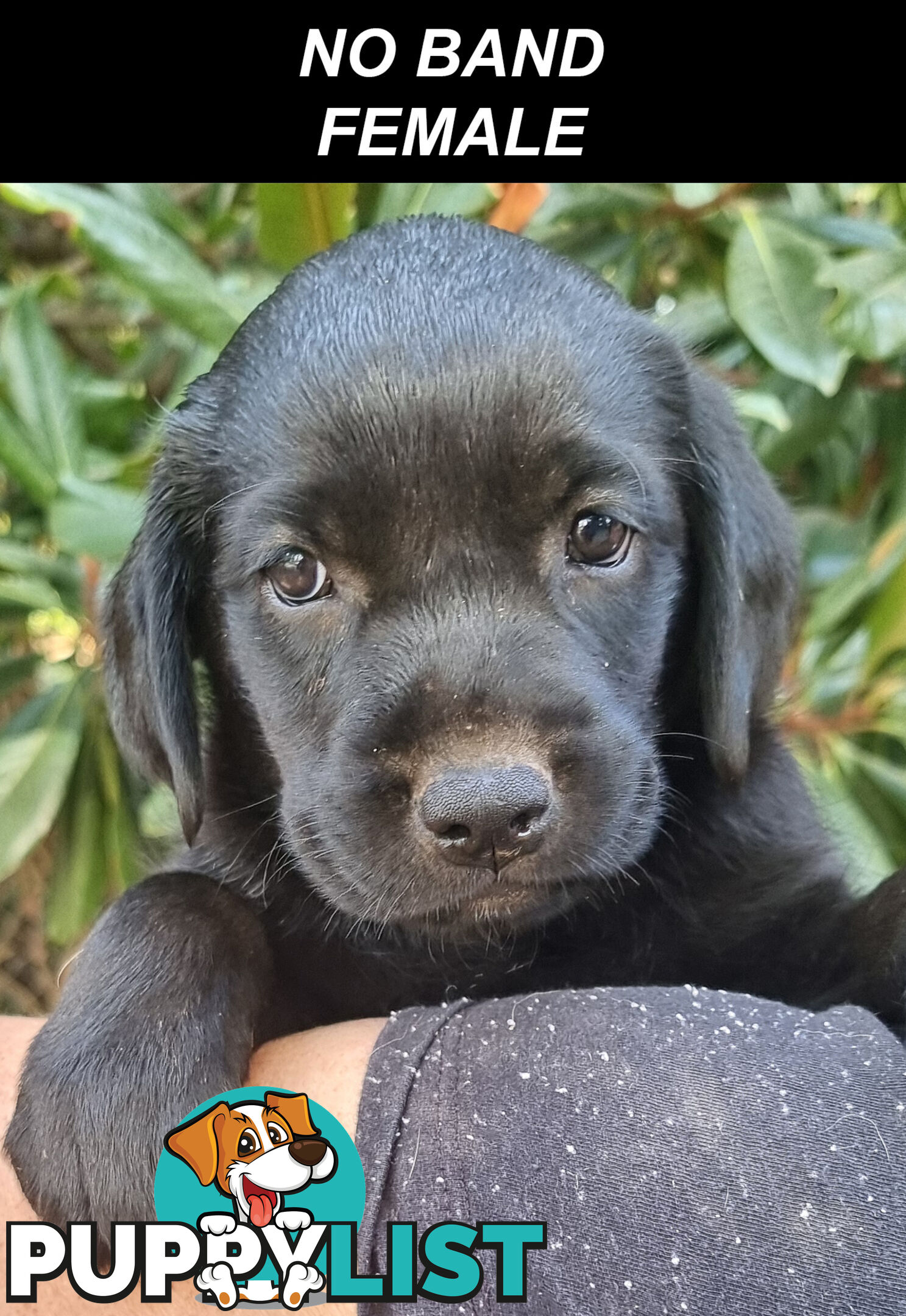 Foot Warmers, Sock Pinchers &amp; Shoelace experts – Black &amp; Gold Lab Pups Available Now