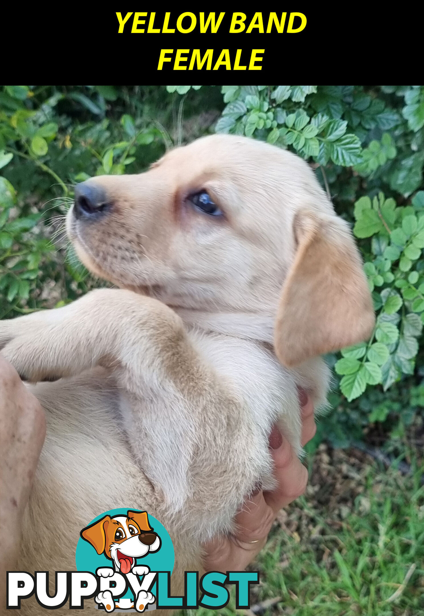 READY NOW! Purebred Labrador Puppy&Cute Playful Cute & Inquisitive!