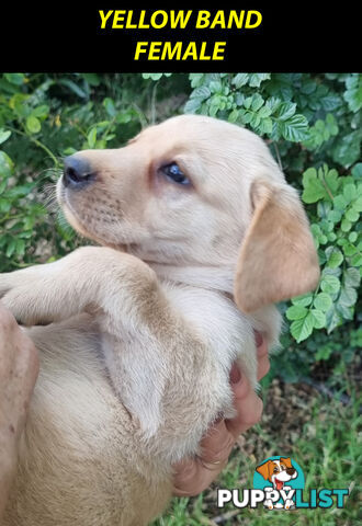 READY NOW! Purebred Labrador Puppy&Cute Playful Cute & Inquisitive!