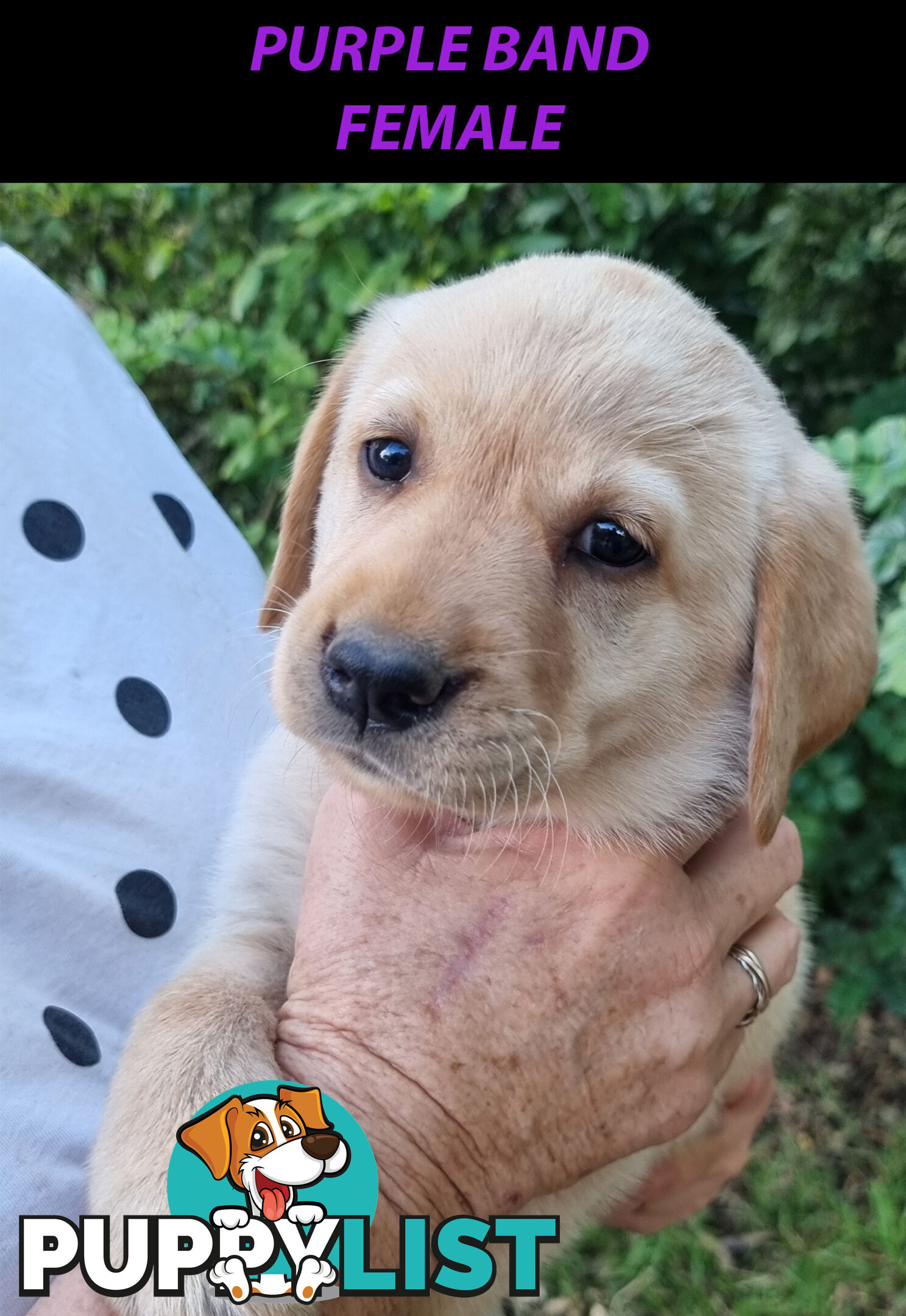 READY NOW! Purebred Labrador Puppy&Cute Playful Cute & Inquisitive!