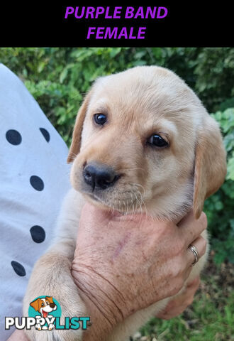 READY NOW! Purebred Labrador Puppy&Cute Playful Cute & Inquisitive!