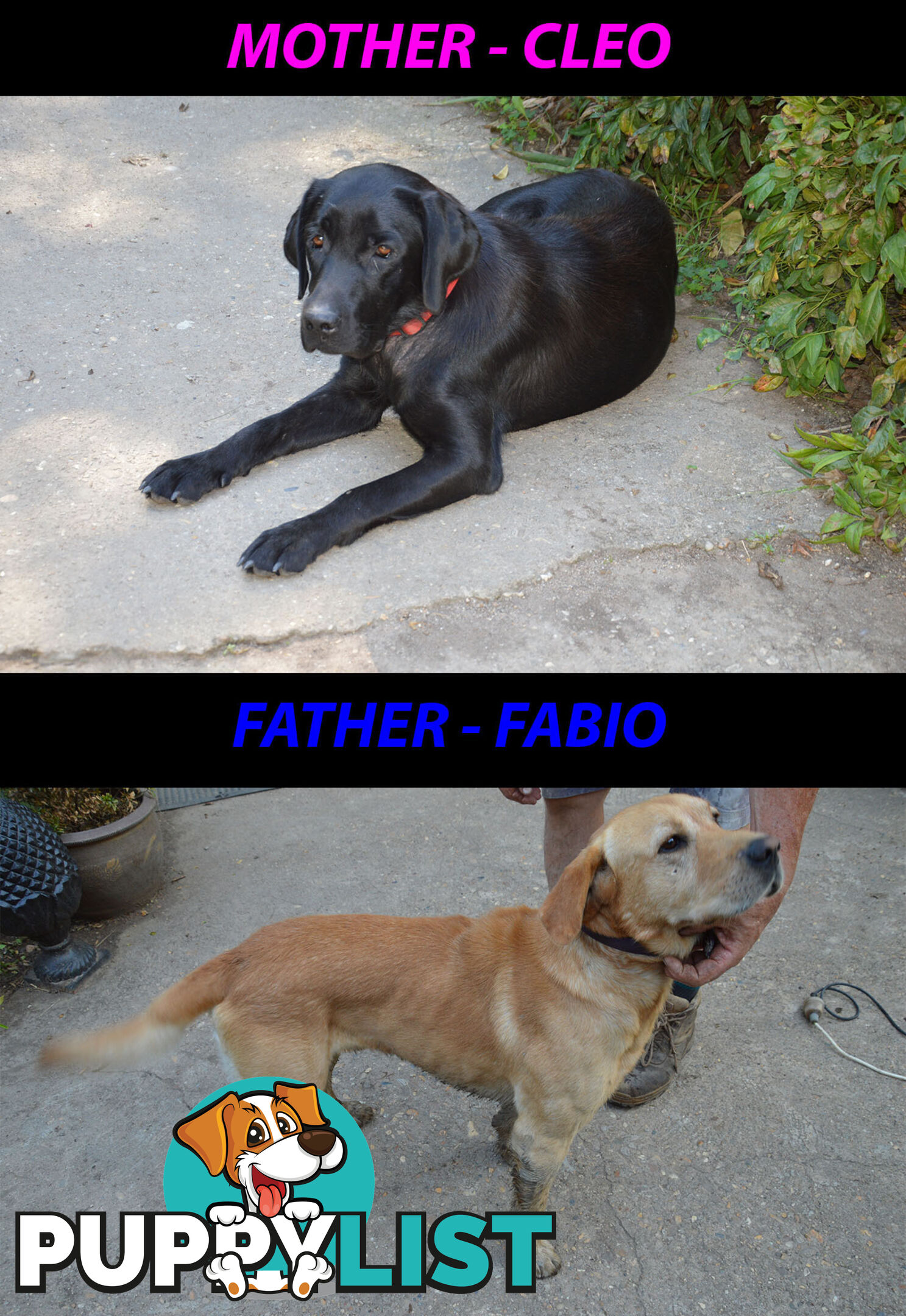 Foot Warmers, Sock Pinchers &amp; Shoelace experts – Black &amp; Gold Lab Pups Available Now