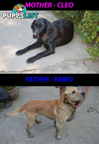 READY NOW! Purebred Labrador Puppies Cute Inquisitive Black And Gold!