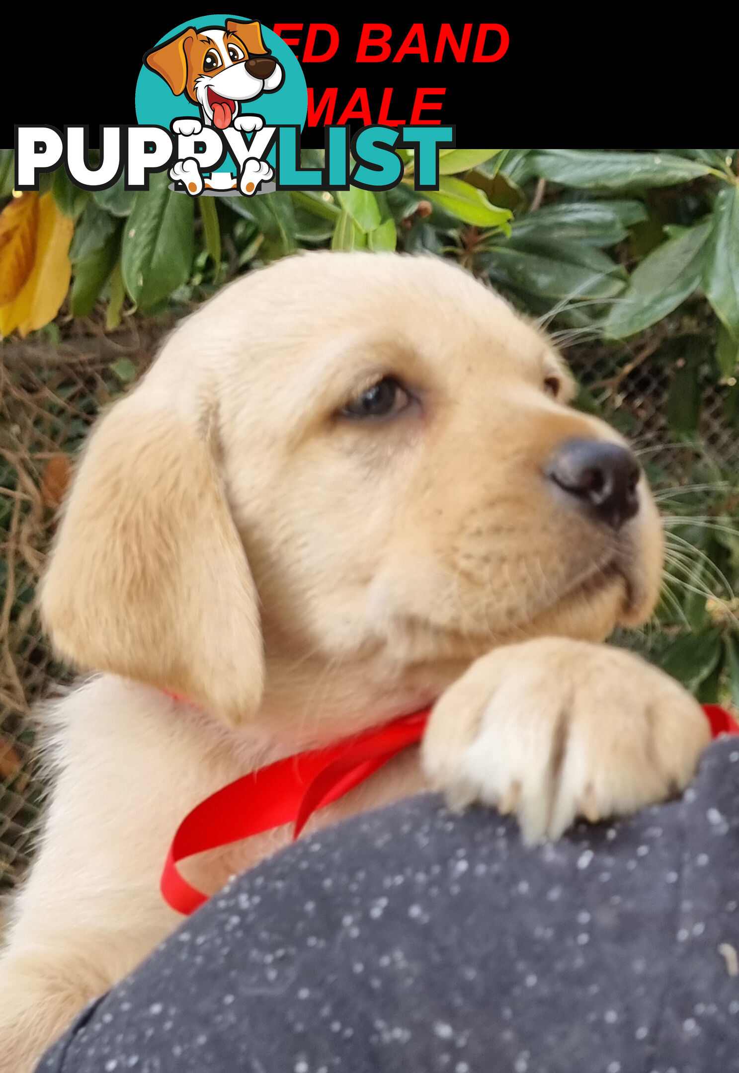 Foot Warmers, Sock Pinchers &amp; Shoelace experts – Black &amp; Gold Lab Pups Available Now