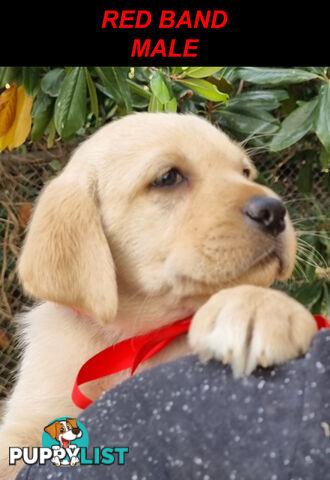 Foot Warmers, Sock Pinchers &amp; Shoelace experts – Black &amp; Gold Lab Pups Available Now