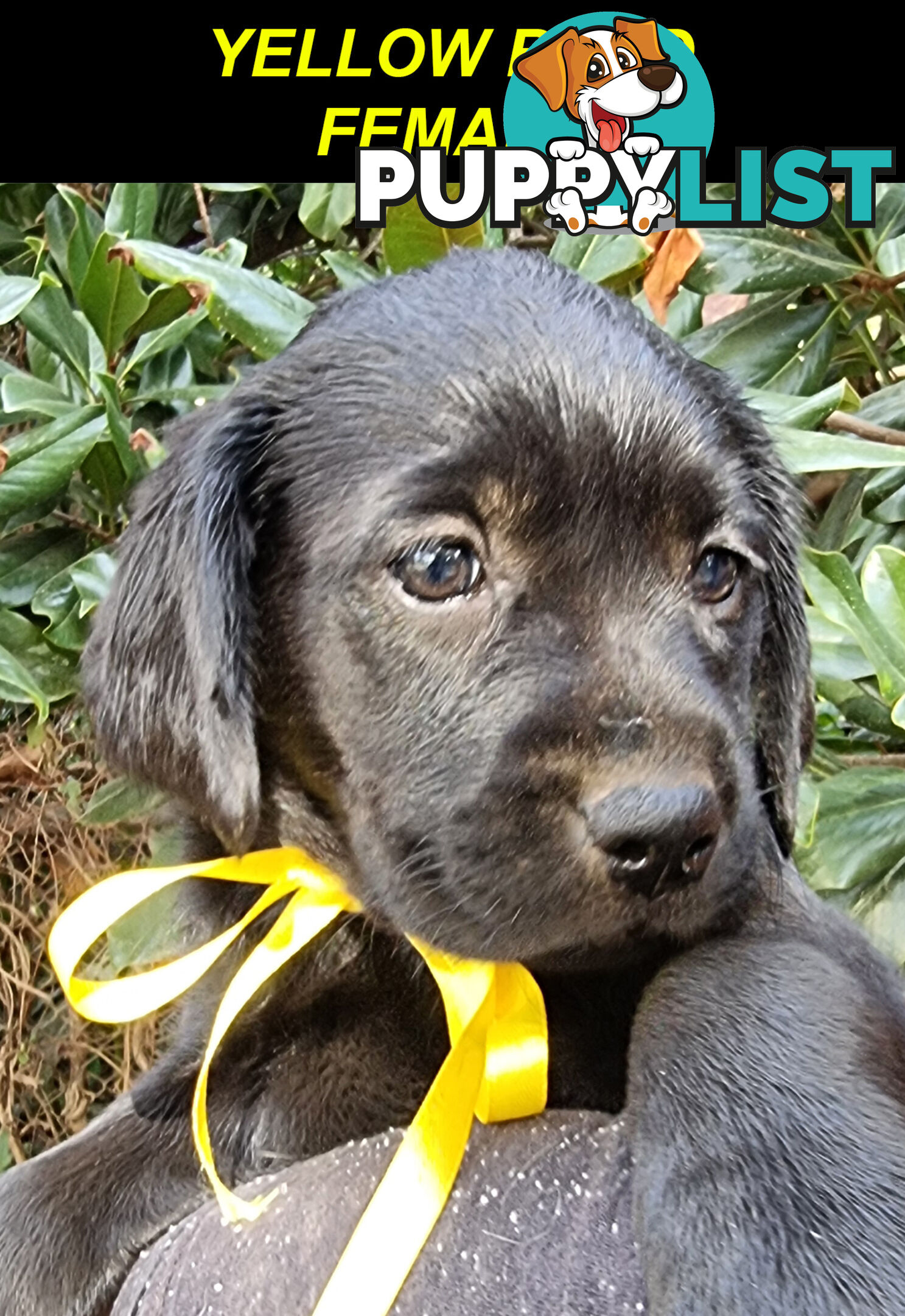 Foot Warmers, Sock Pinchers &amp; Shoelace experts – Black &amp; Gold Lab Pups Available Now