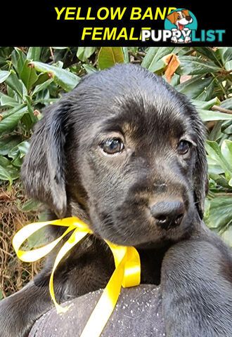 Foot Warmers, Sock Pinchers &amp; Shoelace experts – Black &amp; Gold Lab Pups Available Now