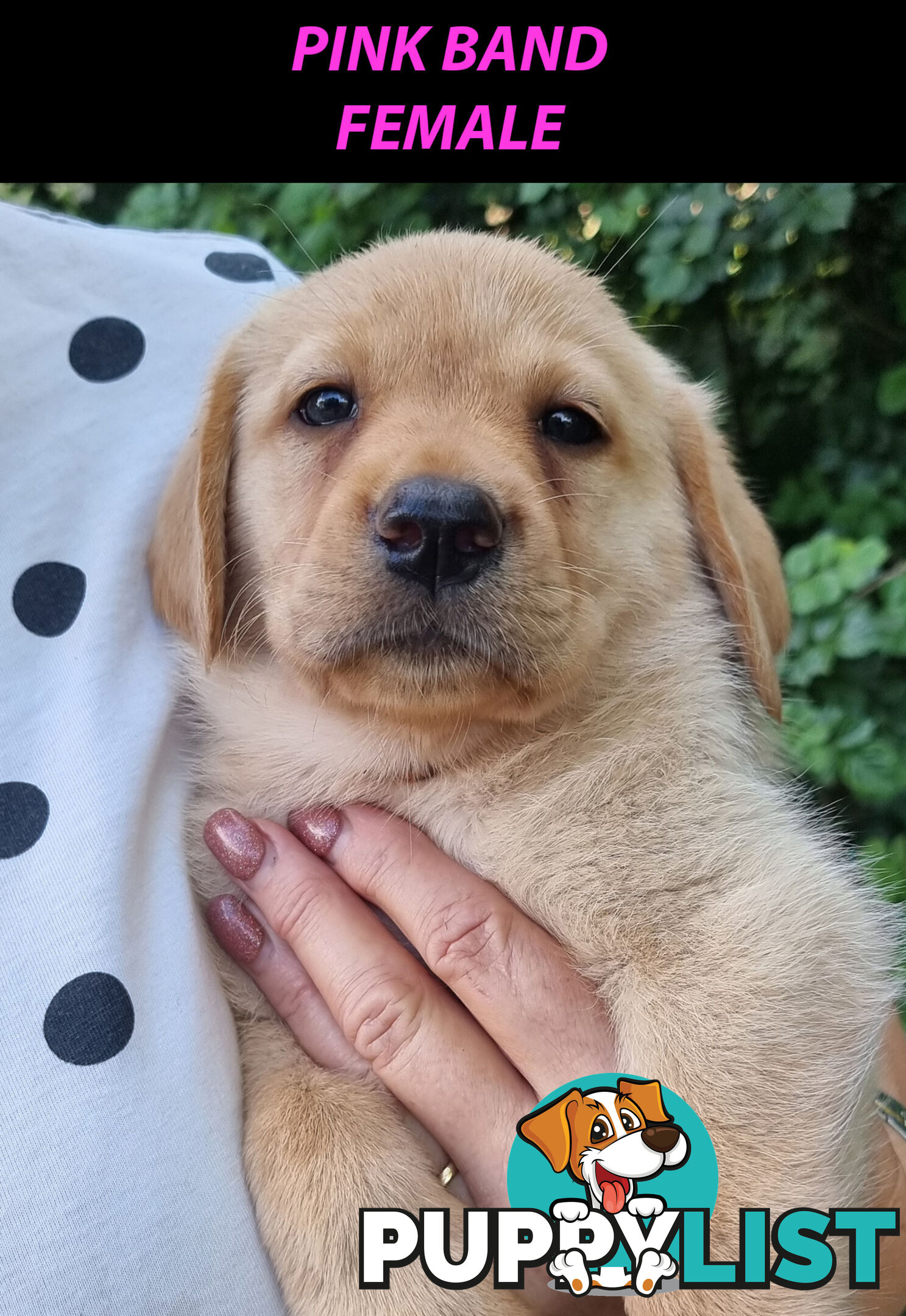 READY NOW! Purebred Labrador Puppy&Cute Playful Cute & Inquisitive!