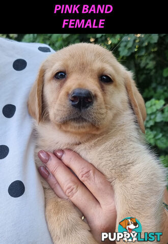 READY NOW! Purebred Labrador Puppy&Cute Playful Cute & Inquisitive!