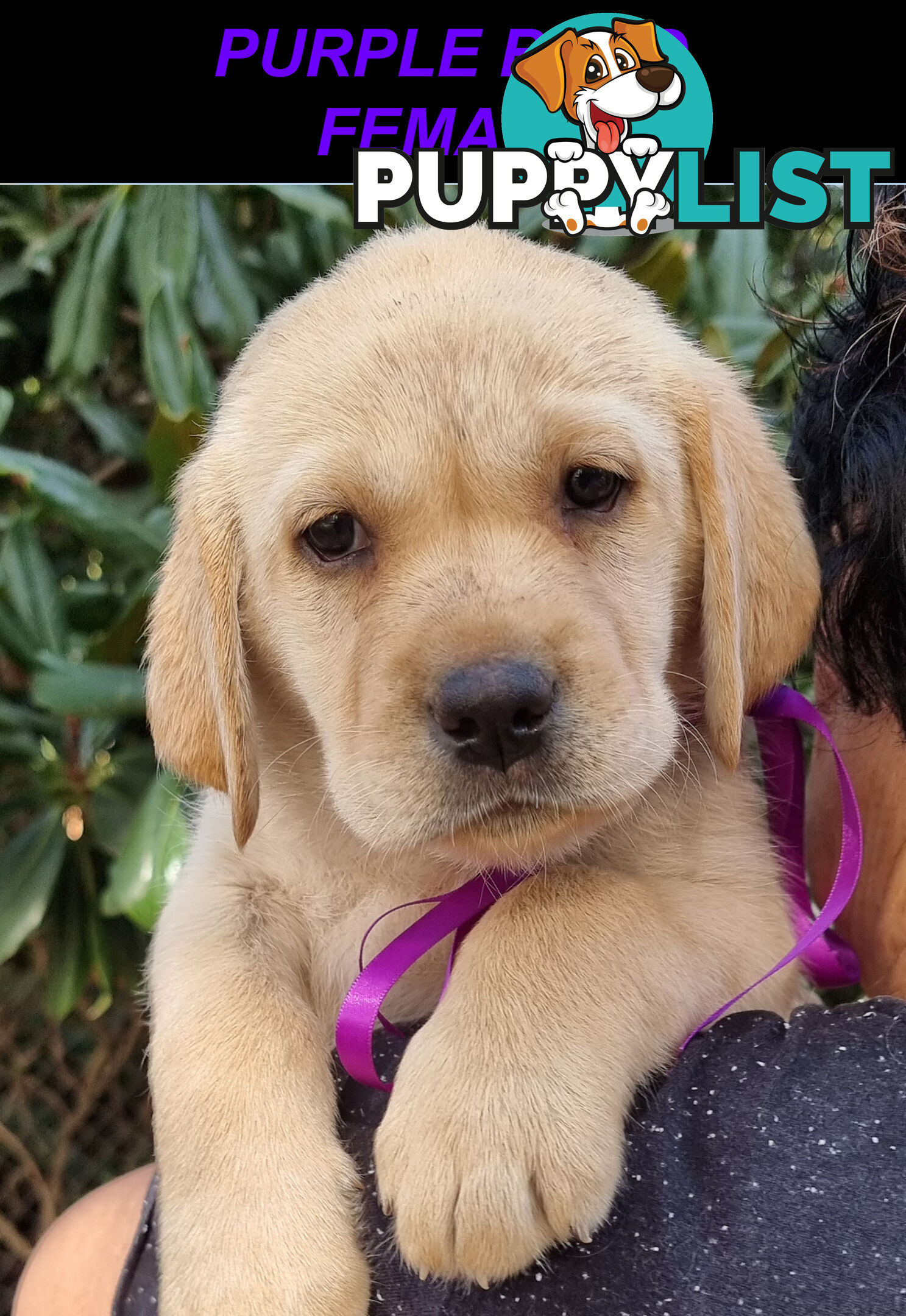 Foot Warmers, Sock Pinchers &amp; Shoelace experts – Black &amp; Gold Lab Pups Available Now
