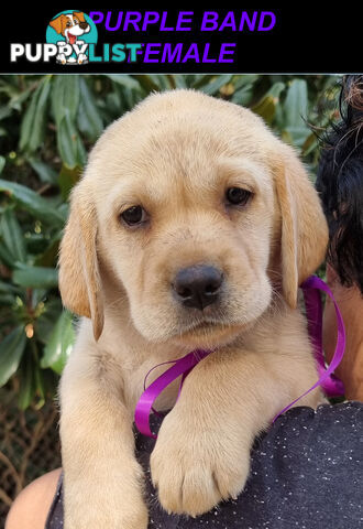 Foot Warmers, Sock Pinchers & Shoelace experts – Black & Gold Lab Pups Available Now