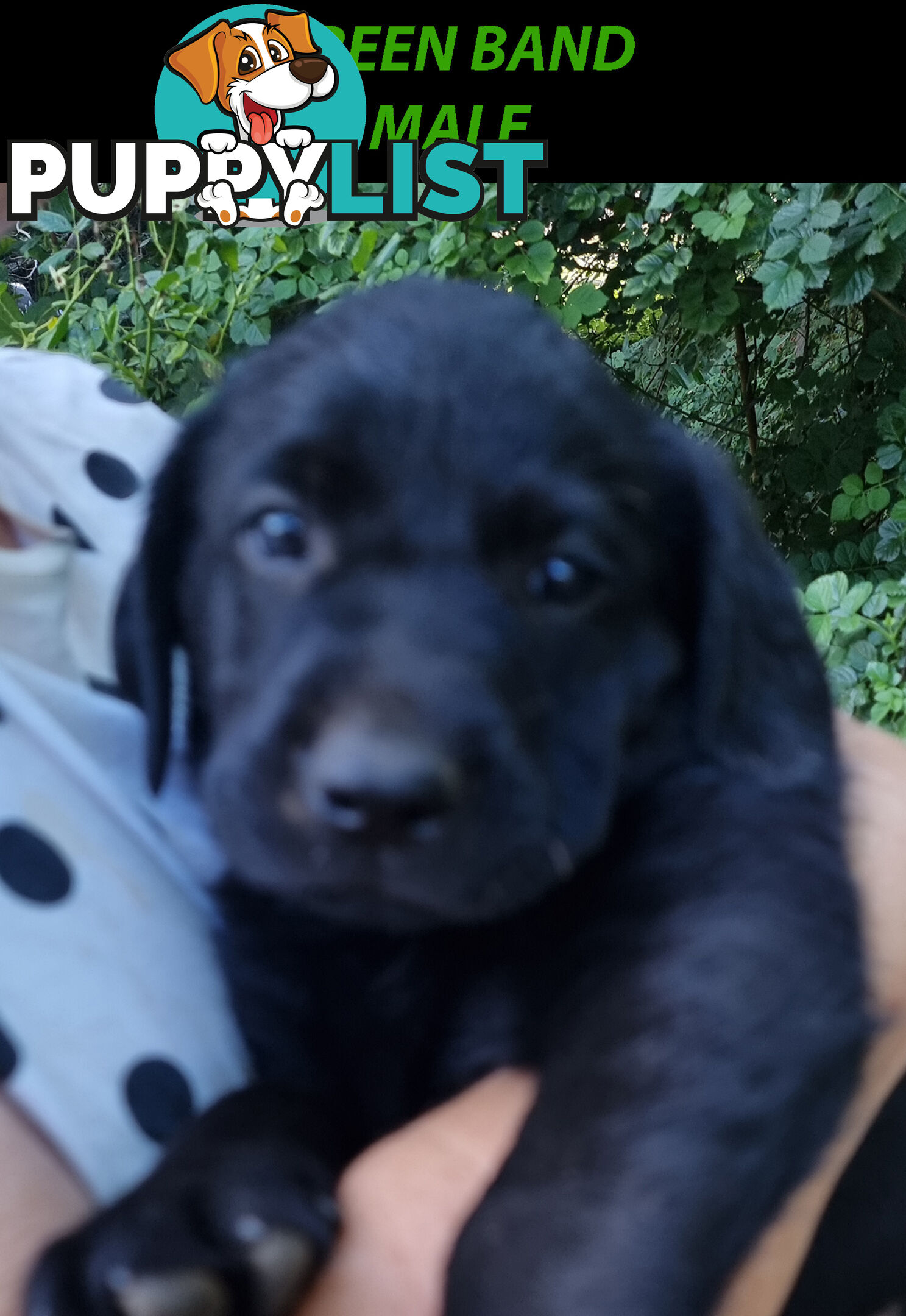 READY NOW! Purebred Labrador Puppy&Cute Playful Cute & Inquisitive!