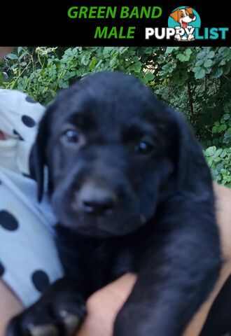 READY NOW! Purebred Labrador Puppy&Cute Playful Cute & Inquisitive!