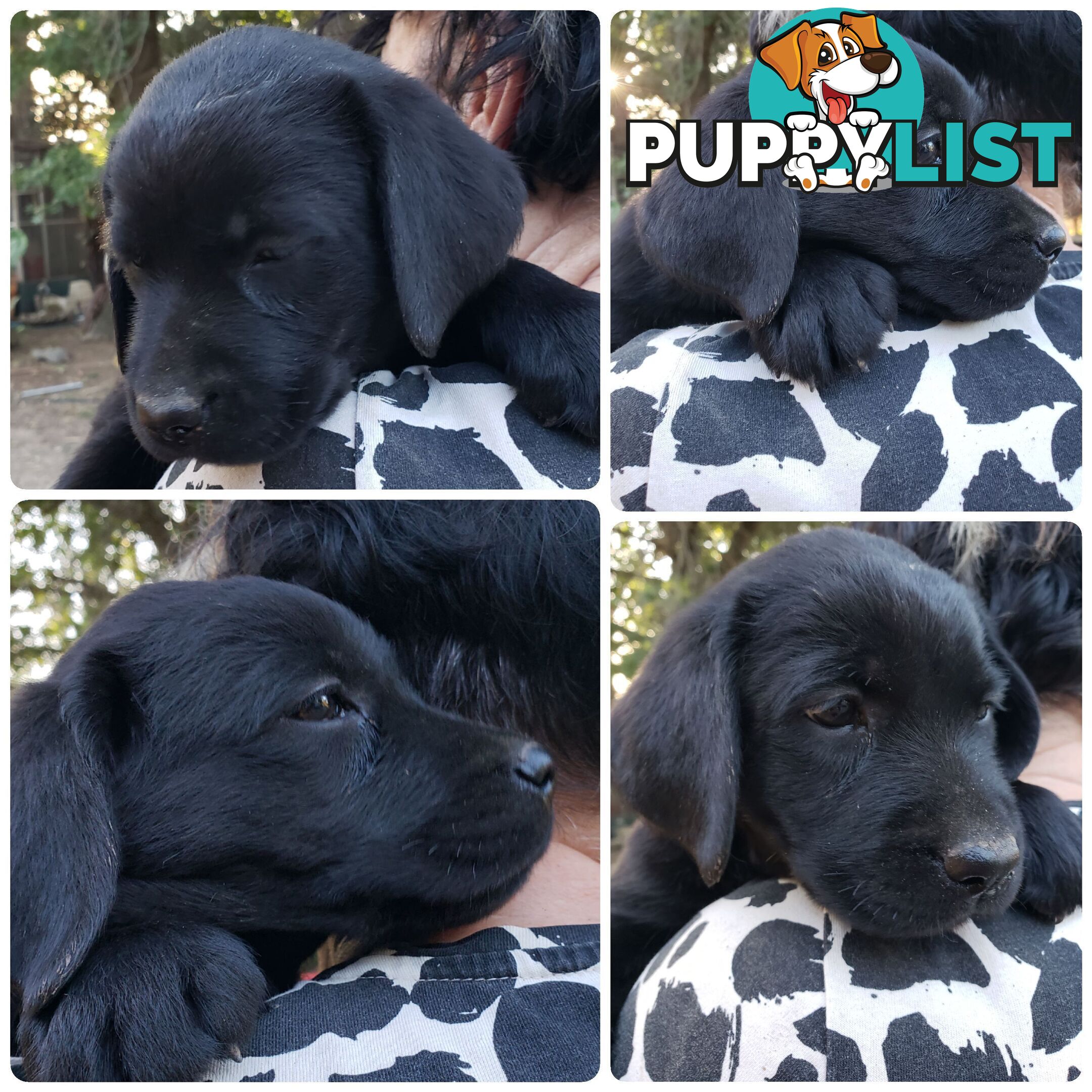 Purebred Labrador Retriever Puppies