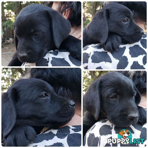 Purebred Labrador Retriever Puppies