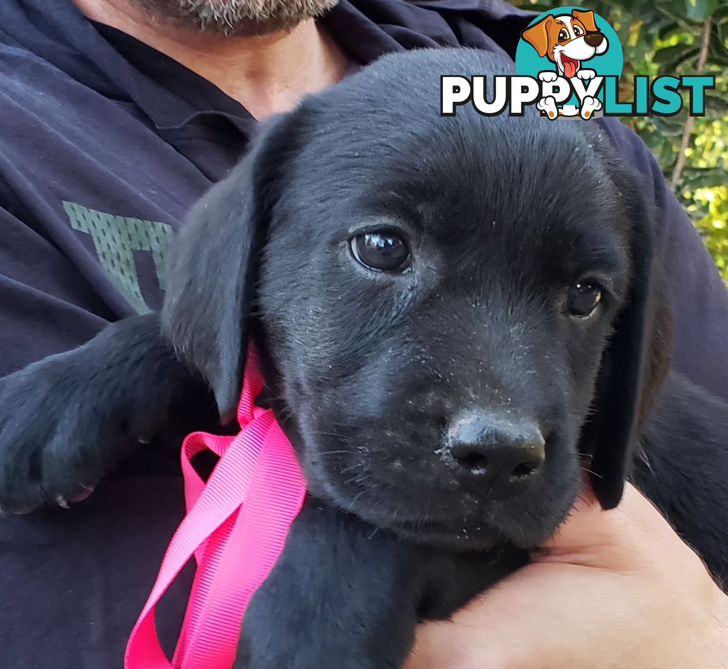 Purebred Labrador Retriever Puppies