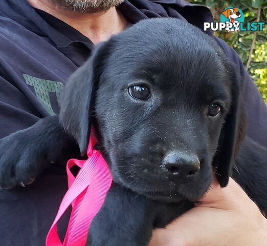 Purebred Labrador Retriever Puppies