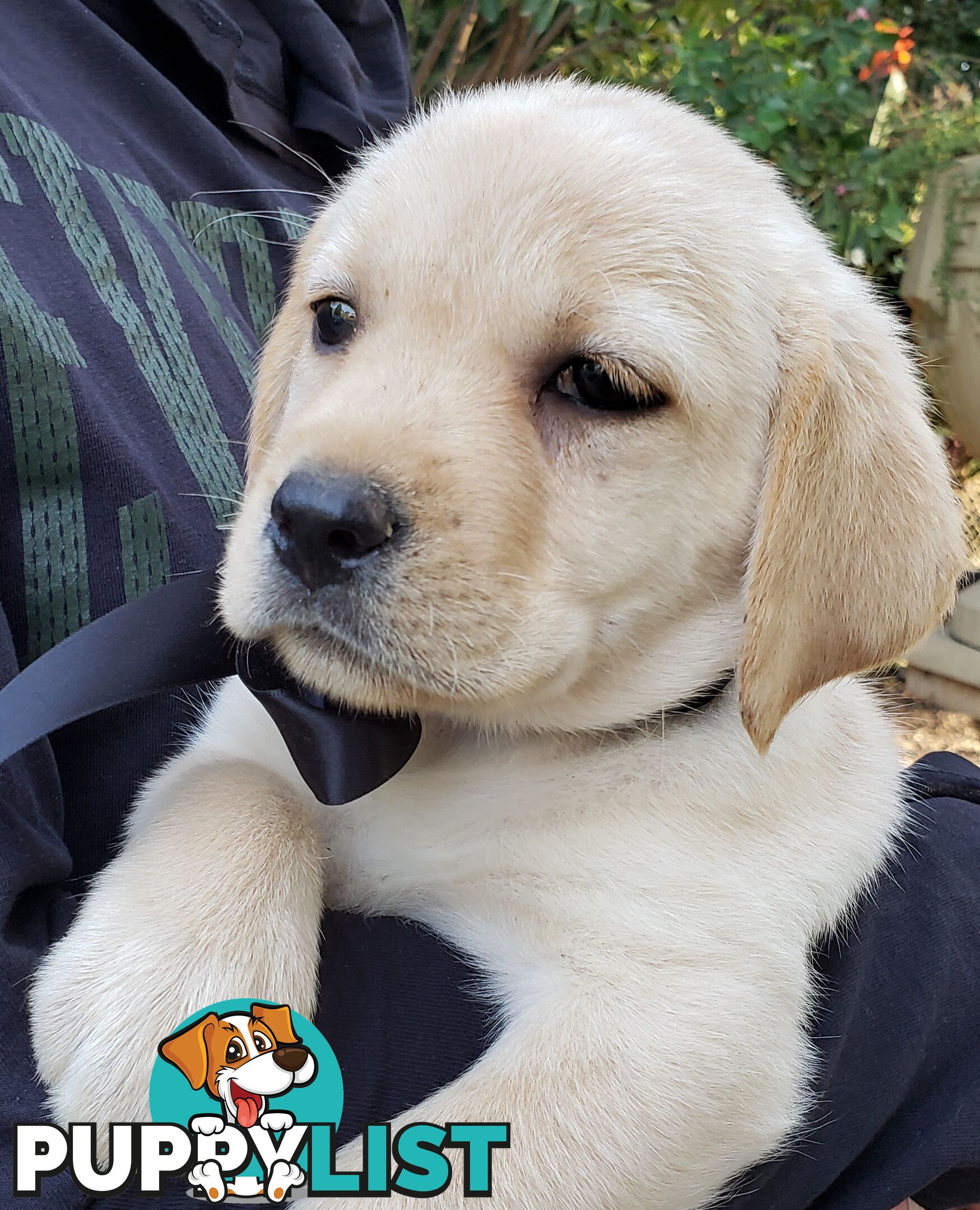 Purebred Labrador Retriever Puppies