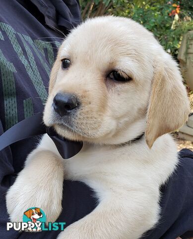 Purebred Labrador Retriever Puppies