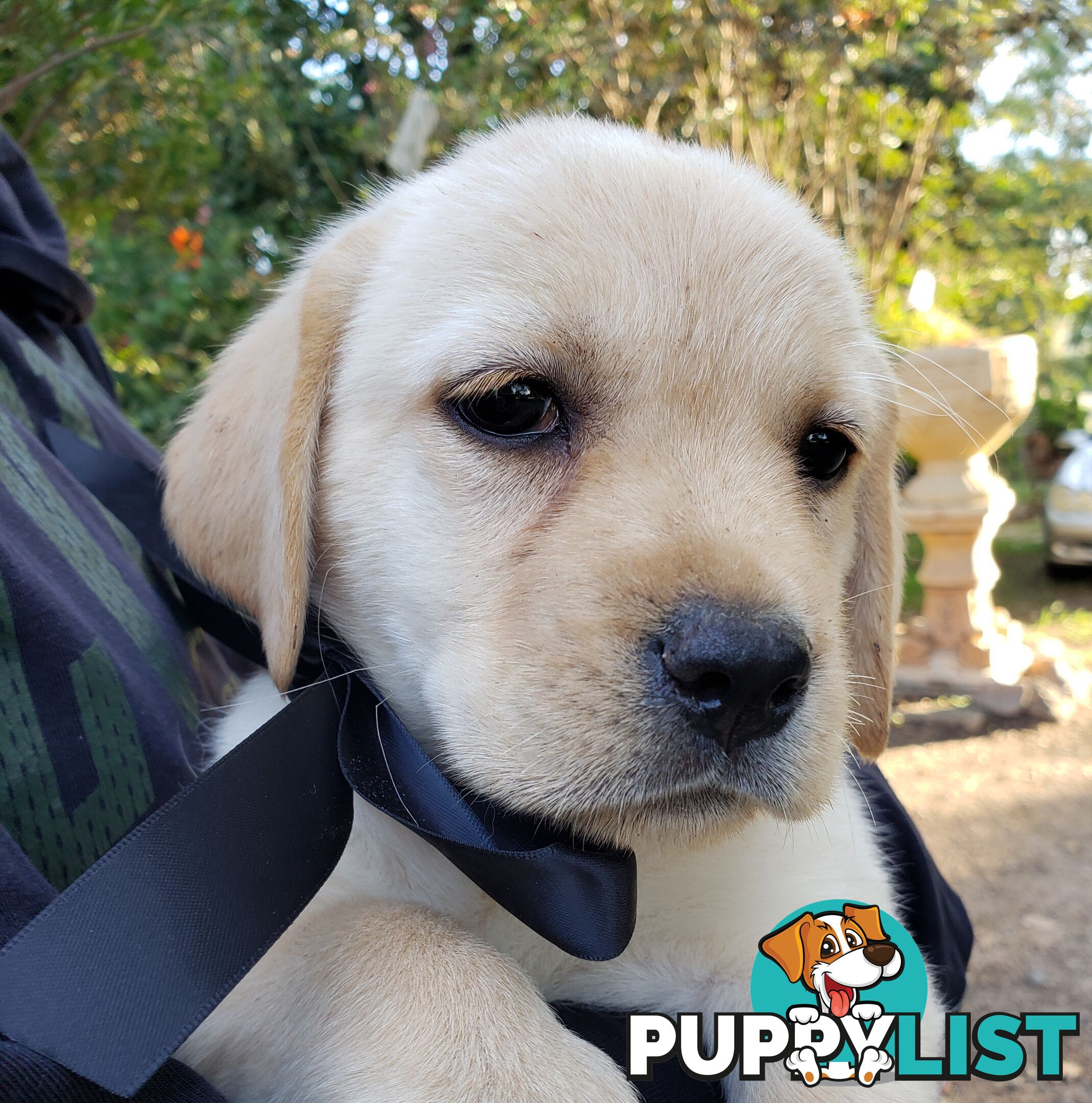 Purebred Labrador Retriever Puppies