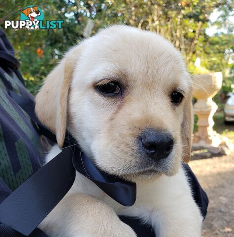 Purebred Labrador Retriever Puppies